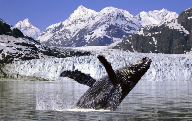 Humpback Whale in the Artic