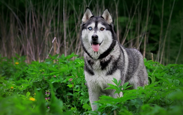 Husky Dog In Green Forest