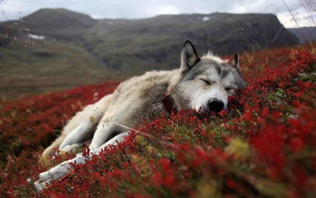 Husky Dog In Red Field