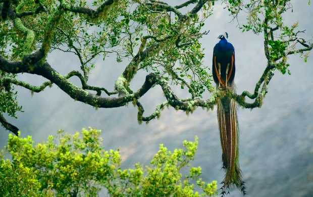 Indian Peacock On Branch