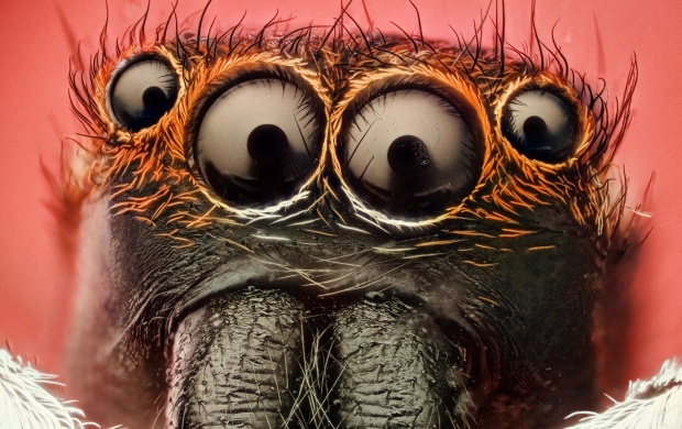 Insect Spider Eyes
