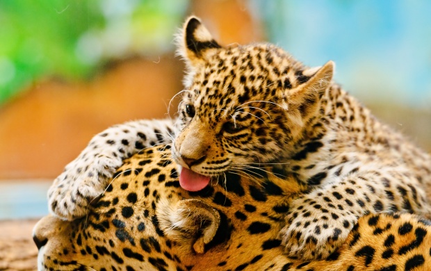 Jaguar Cub And Mother
