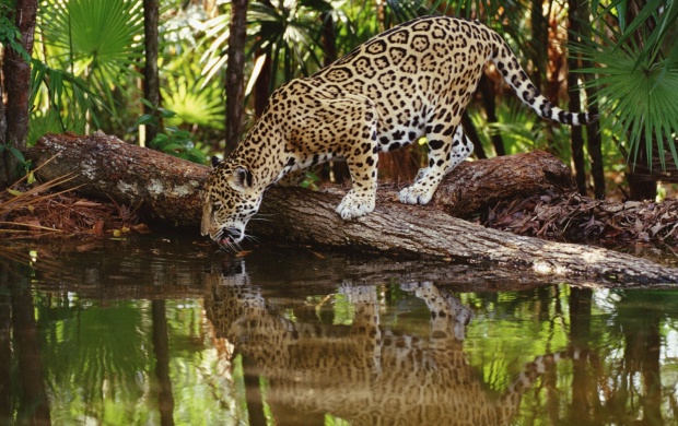 Jaguar Drinking Water