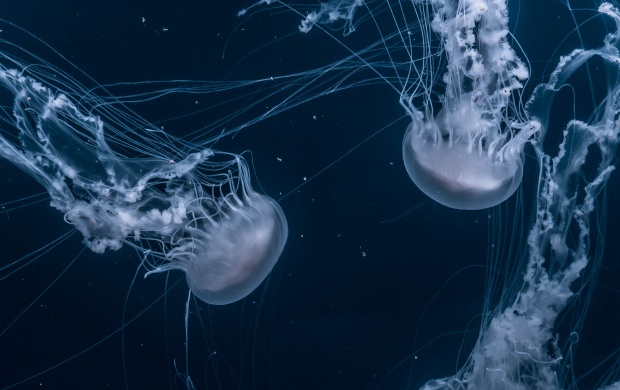 Jellyfish Swimming in the Ocean