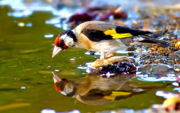 Jilguero Bird Drinking Water