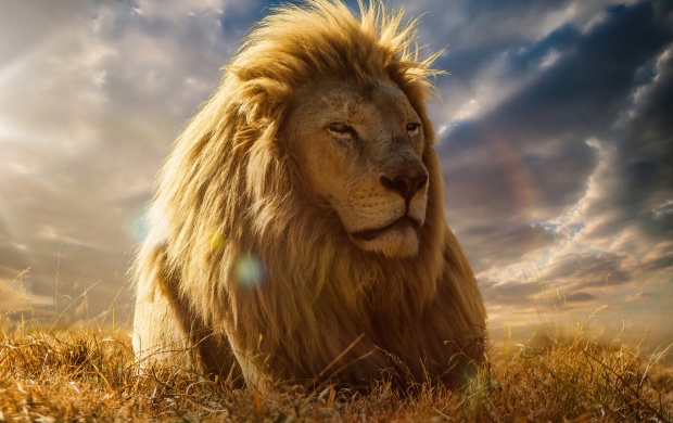 King Of Beasts Lion