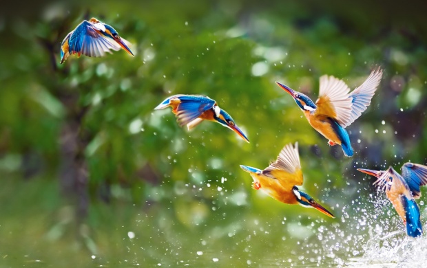 Kingfisher Birds Plying In Water