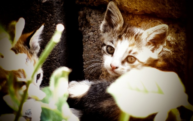 Kitten And Plants