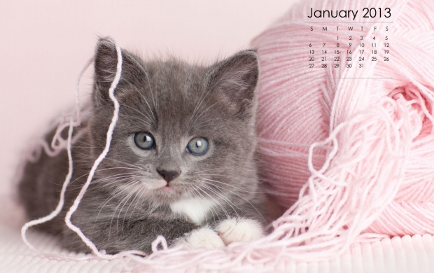 Kitten With January 2013