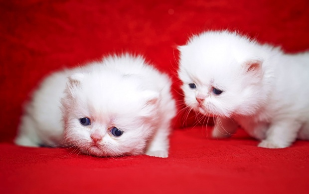 Kittens Cuties