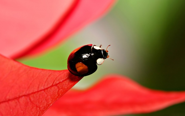 Ladybird on Red Leaf