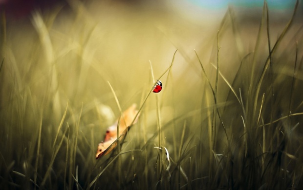 Ladybug Climbing a Leaf