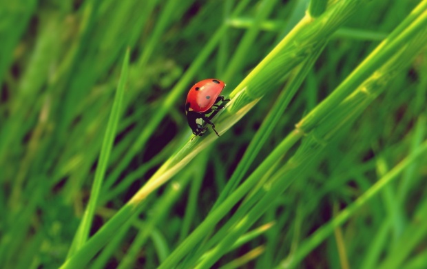 Ladybug Grass Insect