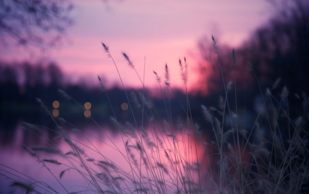 Lakeside Grass and Purple Sunset