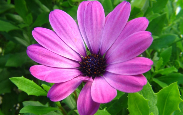 Latest Purple Flowers