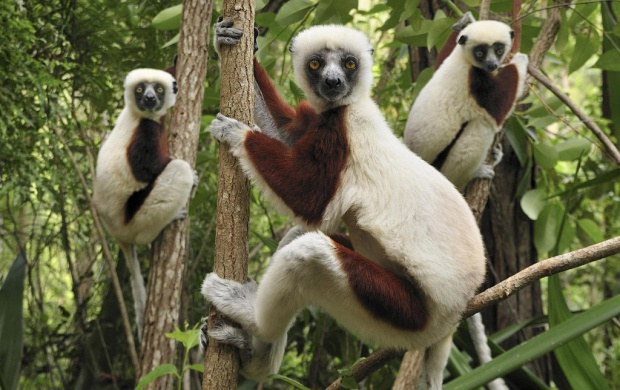 Lemurs And Three