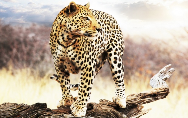 Leopard Looking Into The Distance