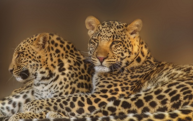 Leopard Pair