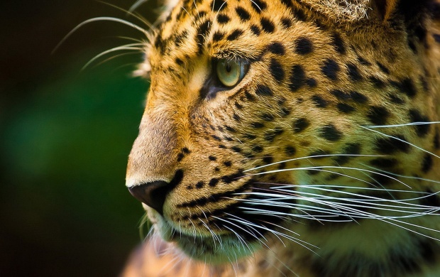 Leopard Side Face