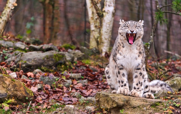 Leopard Yawning