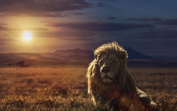 Lion Nature Sunset