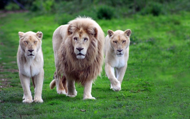 Lion With Two Lioness