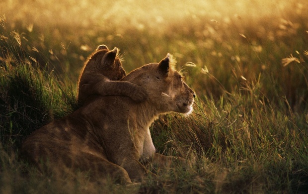 Lioness Family In Meadow