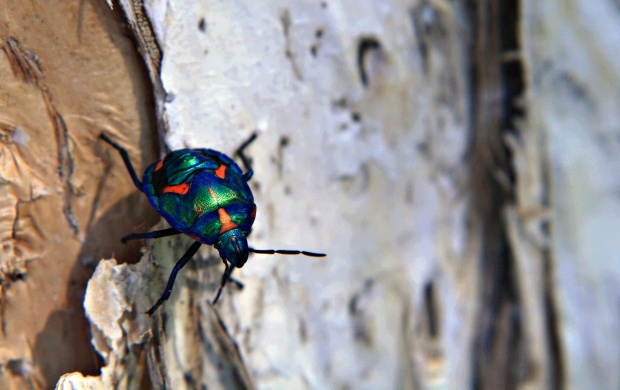 Little Colorful Beetles