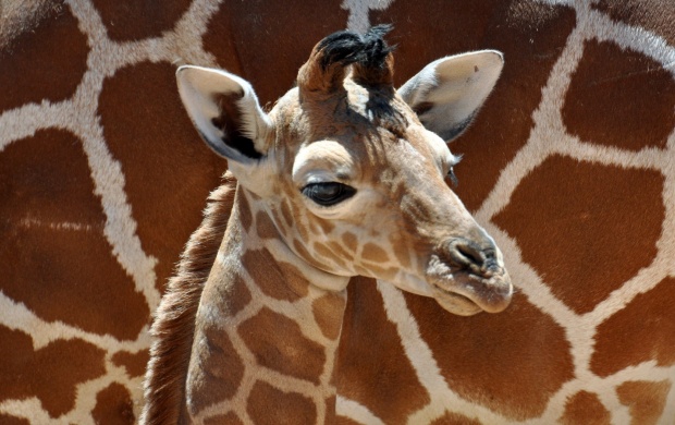 Little Giraffe Baby