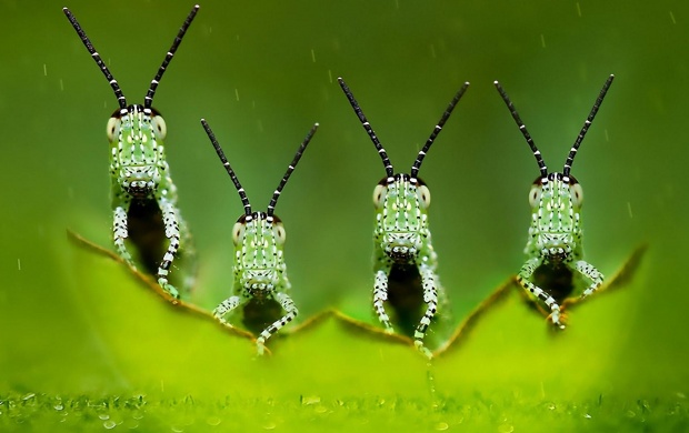 Little Green Insects
