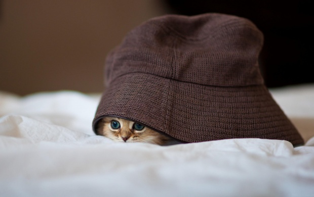 Little Kitty Hiding