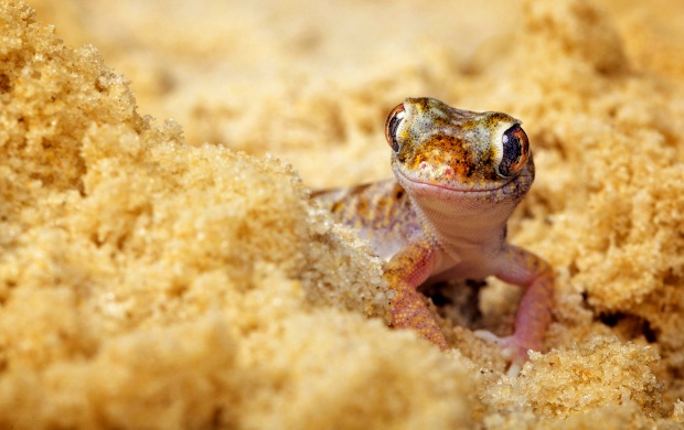 Lizard In Beach Sand