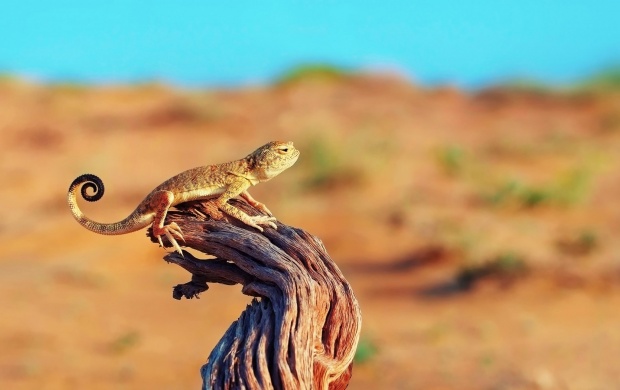 Lizard Tree Stump Desert