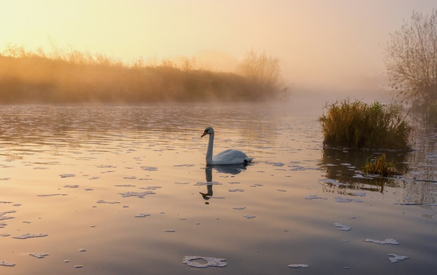 Lonely Swan On Misty Lake