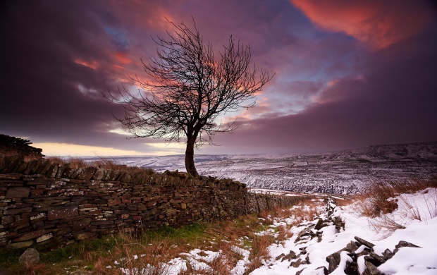 Lonely Tree In The Winter