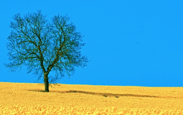 Lonely Tree on Yellow Field