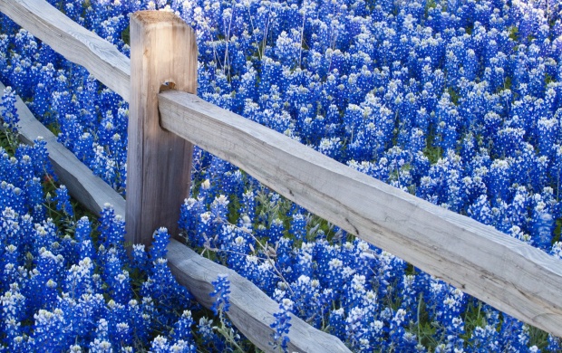 Lots of Blue Flowers and a Fence
