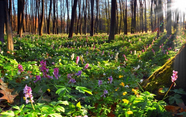 Lots Of Flowers In The Forest