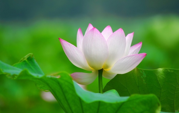 Lotus Flowers Leaves Petals