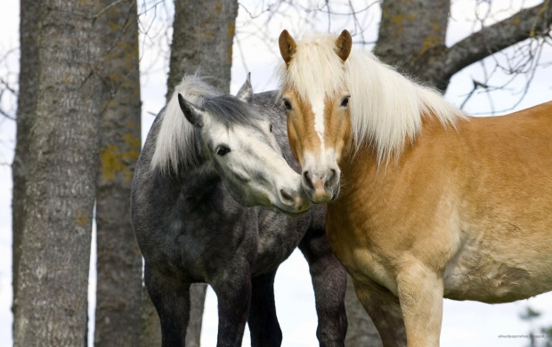 Love between the Horses