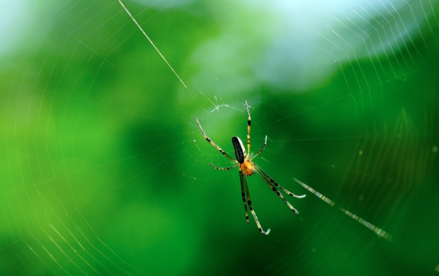 Macro Spider Webs Nature