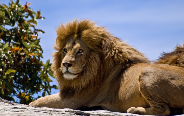 Male Lion On Rock