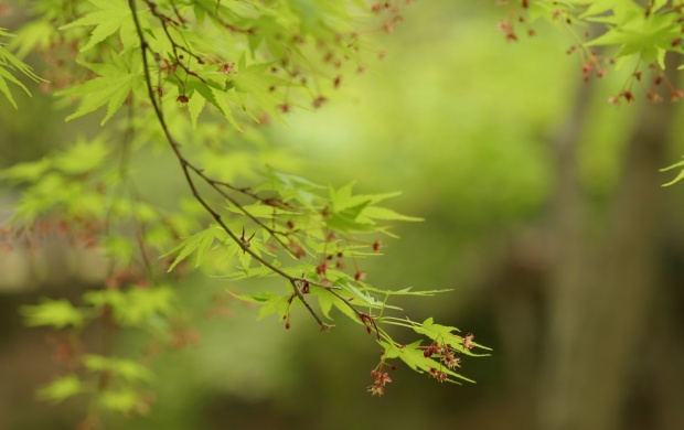 Maple Green Leaf Branch