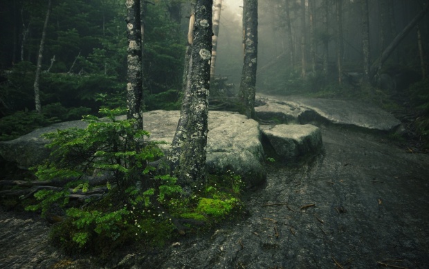 Misty Day In The Forest