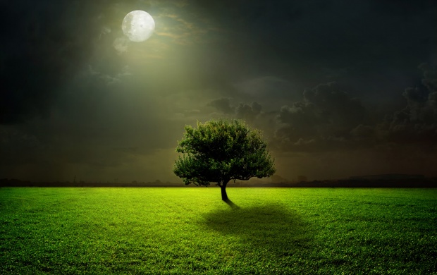 Moonlight Field And Tree