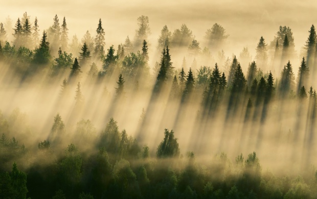 Morning Forest Fog