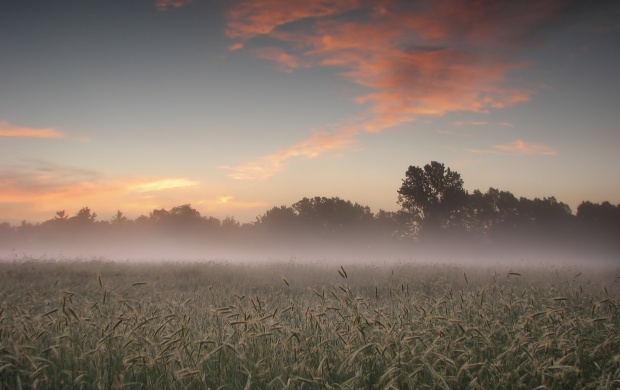 Morning Mist Field