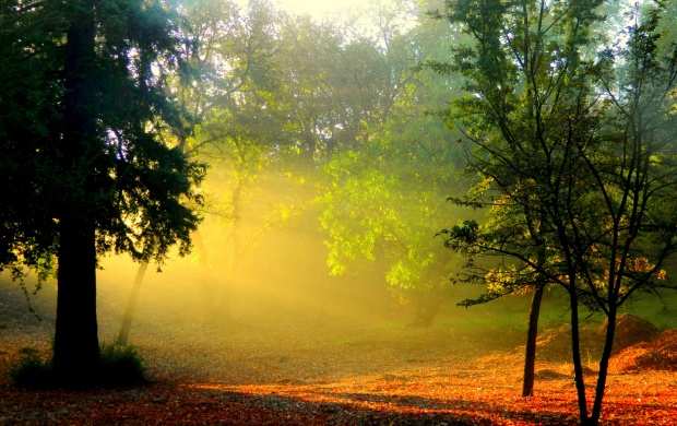 Morning Sunlight And Smoke In Forest