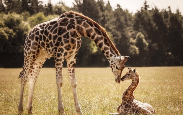 Mother Giraffe Baby Giraffe