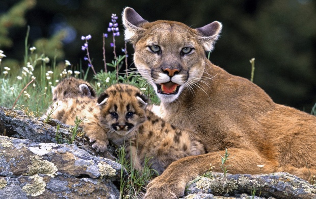 Mountain Lion With Cub